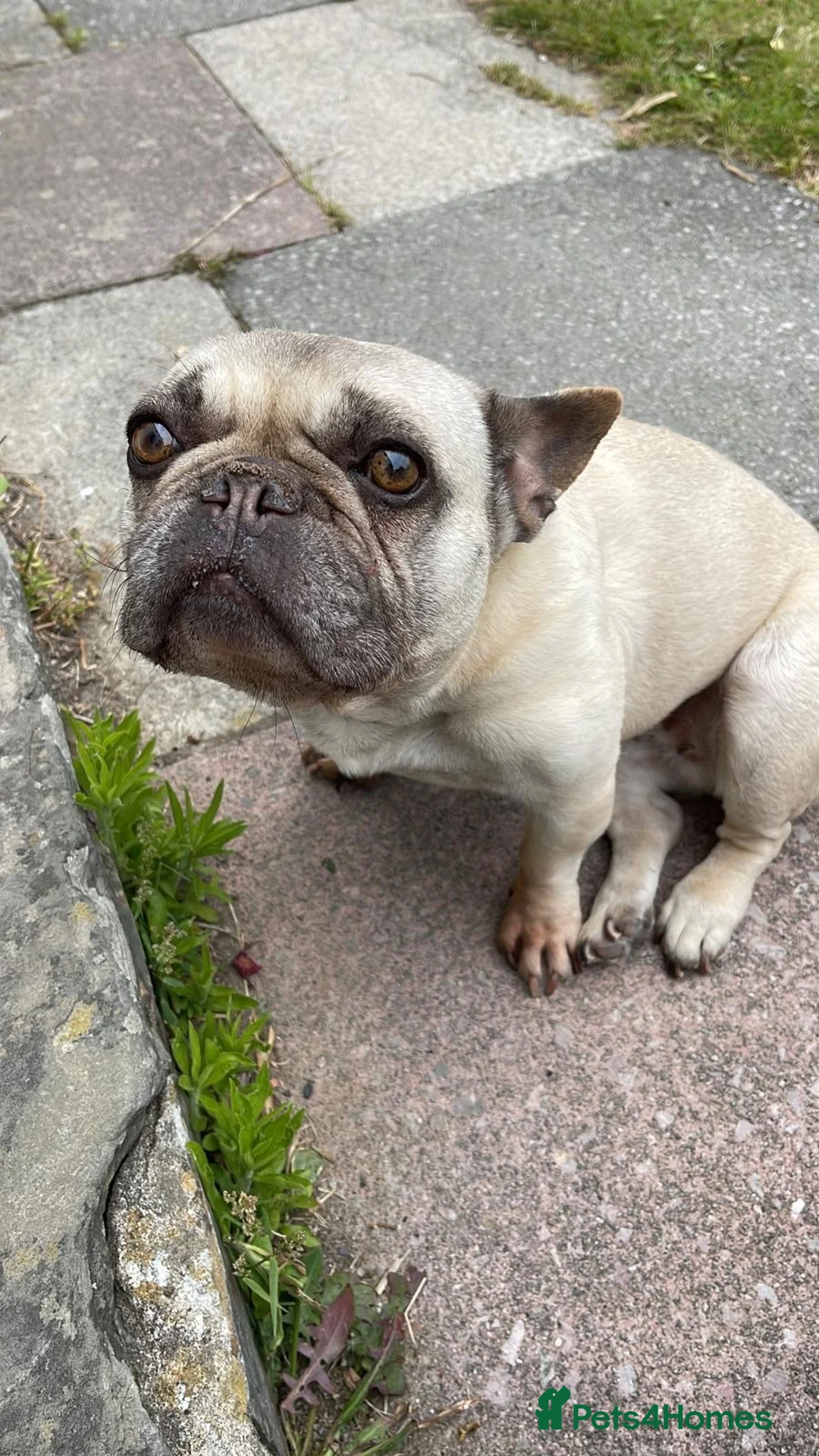 French Bulldog dogs for sale: Maisie - Frenchie approx 10yo -  **   in Braunton - Advert 5