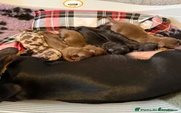 Miniature Dachshund dogs for sale: 3 chocolate and tan miniature dachshund puppies - Image 11