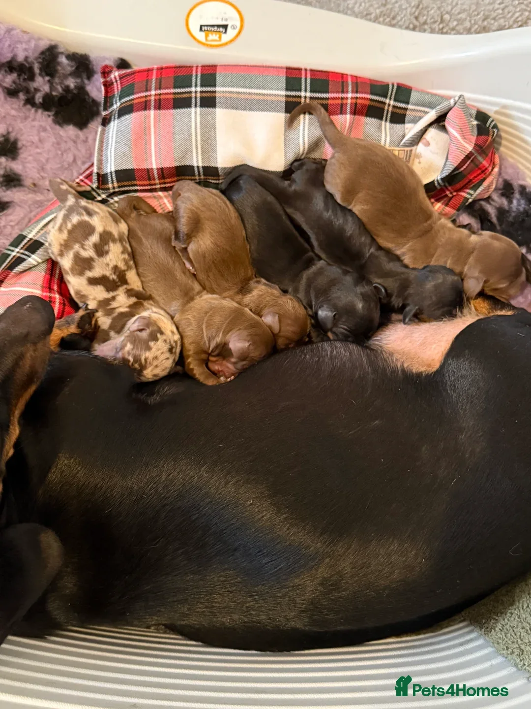 Miniature Dachshund dogs for sale: 3 chocolate and tan miniature dachshund puppies - Image 11