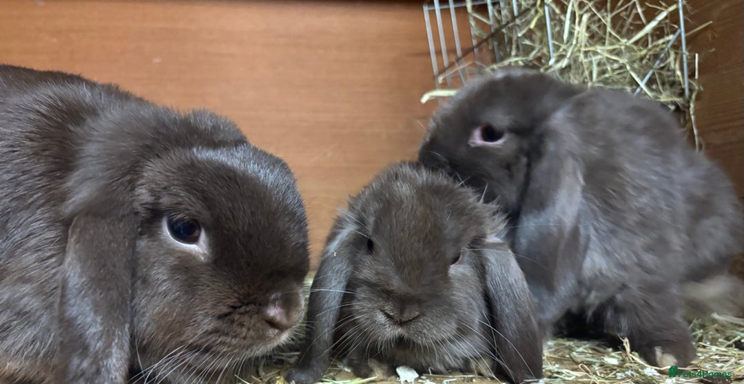 Mini Lop rabbits for sale: Mini lops  - Image 2