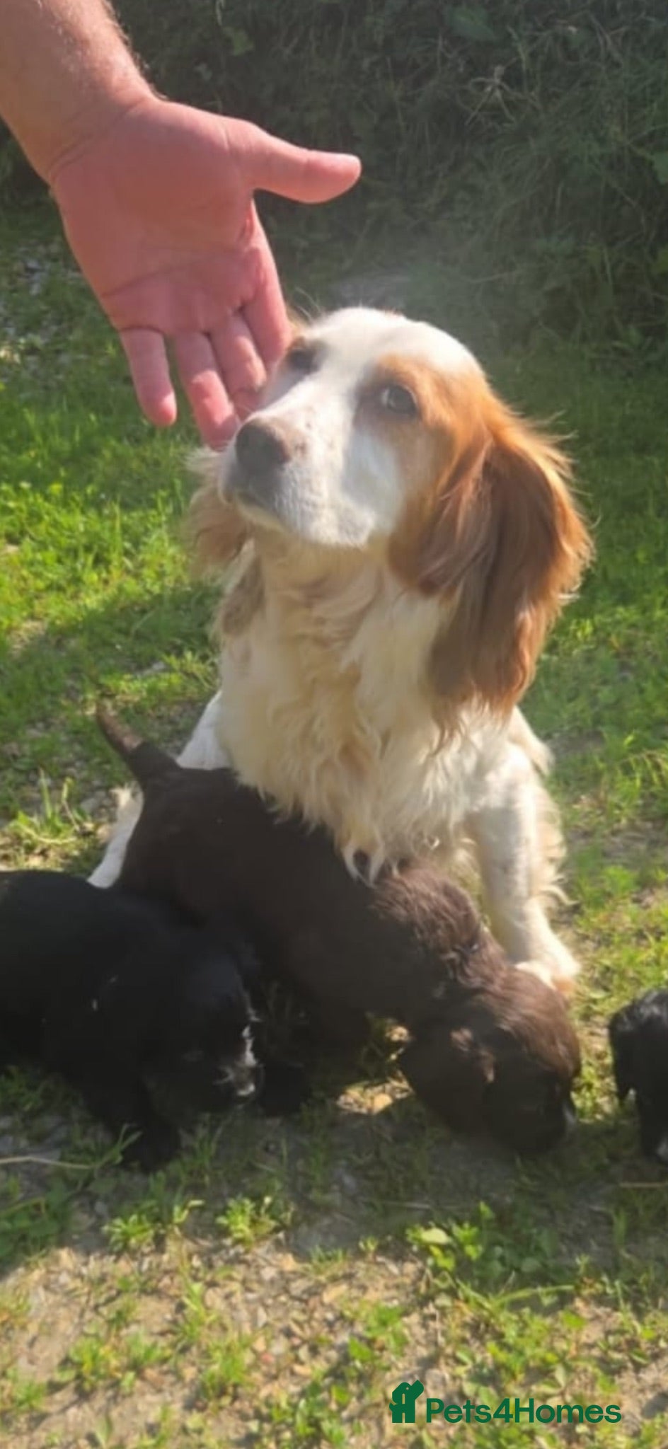Cocker Spaniel dogs Cocker Spaniel  - Advert 3