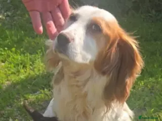 Cocker Spaniel dogs Cocker Spaniel - Advert 1