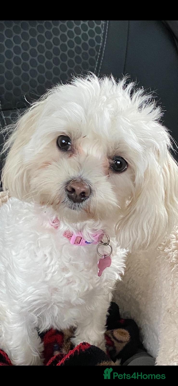 Maltipoo dogs ⭐️TINY KOREAN MALTIPOO PUPPIES⭐️ - Advert 2