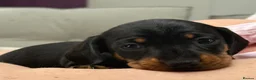 Miniature Dachshund dogs for sale: Miniature Smooth KC reg quality pups  - Advert 3