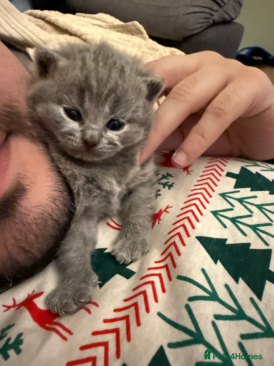 British Shorthair cats for sale: 💙 Beautiful British Shorthair Blue Kittens 💙 - Advert 11