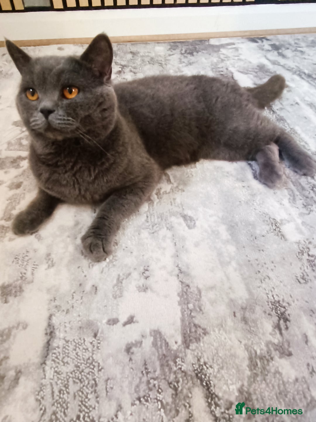 Mixed Breed cats for sale: Mixed breed - BSH x Scottish fold male - Advert 3