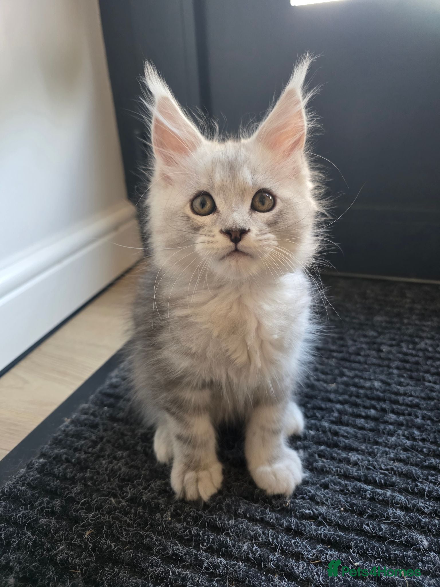 Maine Coon cats 🐾 Maine Coon Kittens Looking for Loving Homes 🐾 - Advert 1