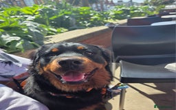 Rottweiler dogs for sale: 🐾 Pure Bred Rottweiler Puppies 🐾 - Image 2