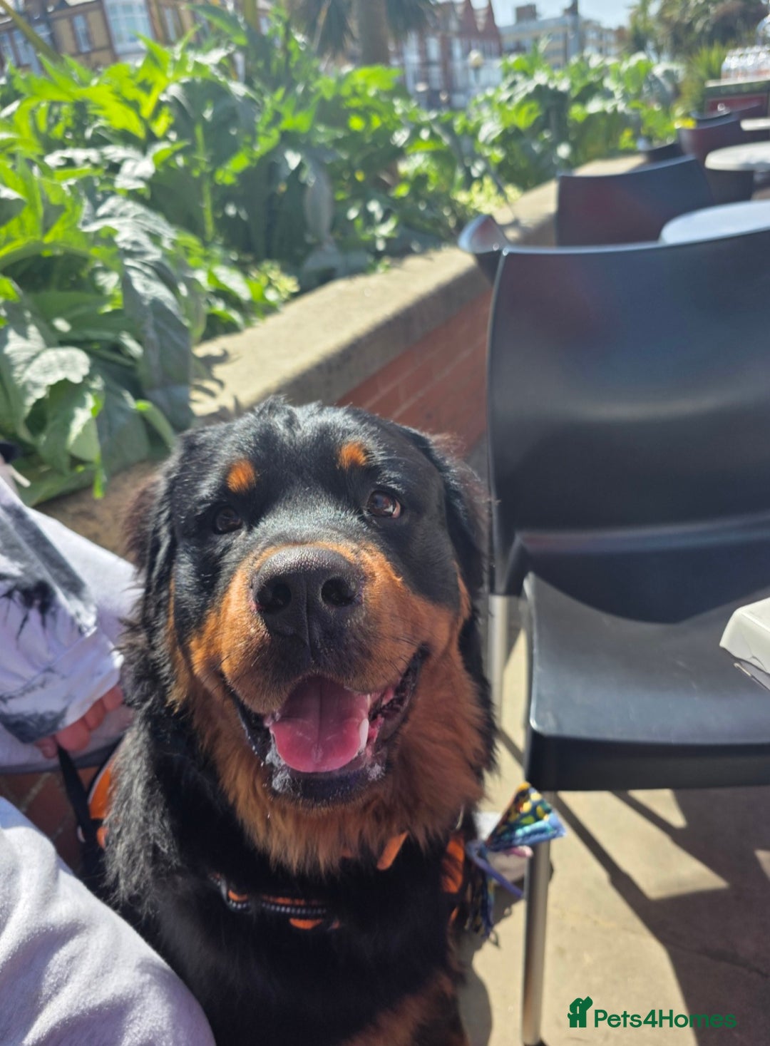 Rottweiler dogs for sale: 🐾 Pure Bred Rottweiler Puppies 🐾 - Image 2