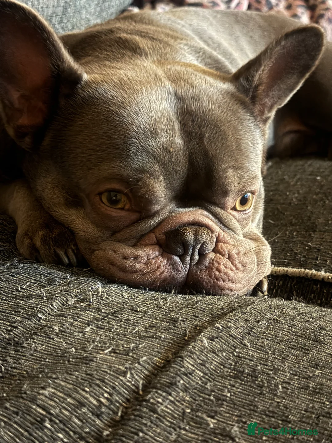 French Bulldog dogs for sale: Dusty  - Advert 7