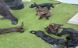 Labradoodle dogs for sale: Labradoodle puppies - Image 13