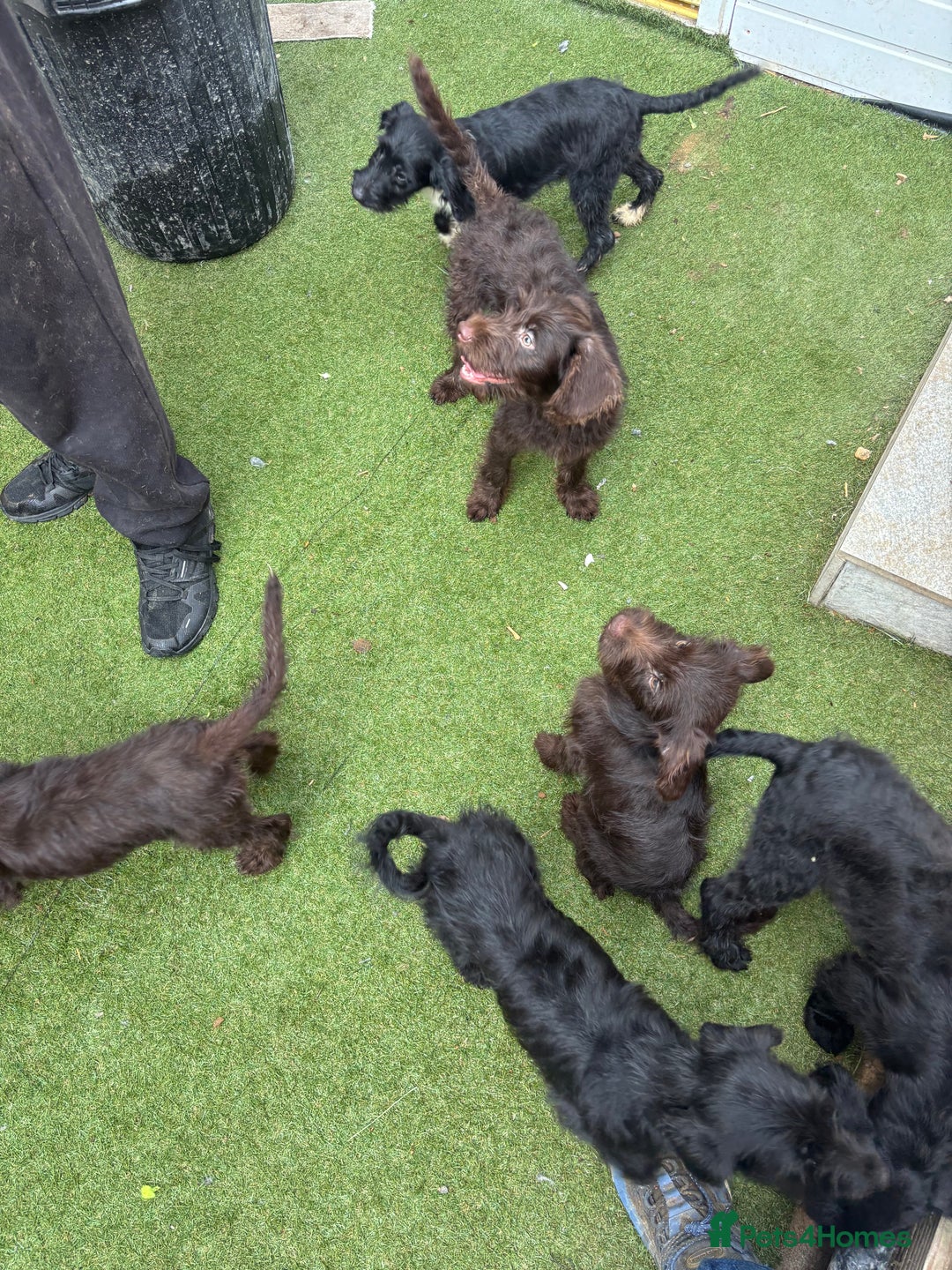 Labradoodle dogs for sale: Labradoodle puppies - Image 13
