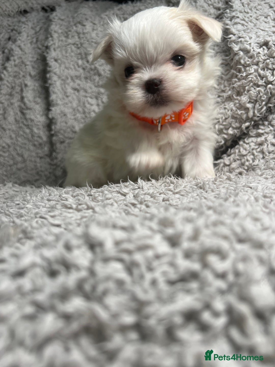 Maltese dogs for sale: Maltese puppies available  - Advert 5