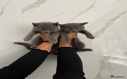 British Shorthair cats for sale: British shorthair  - Image 1