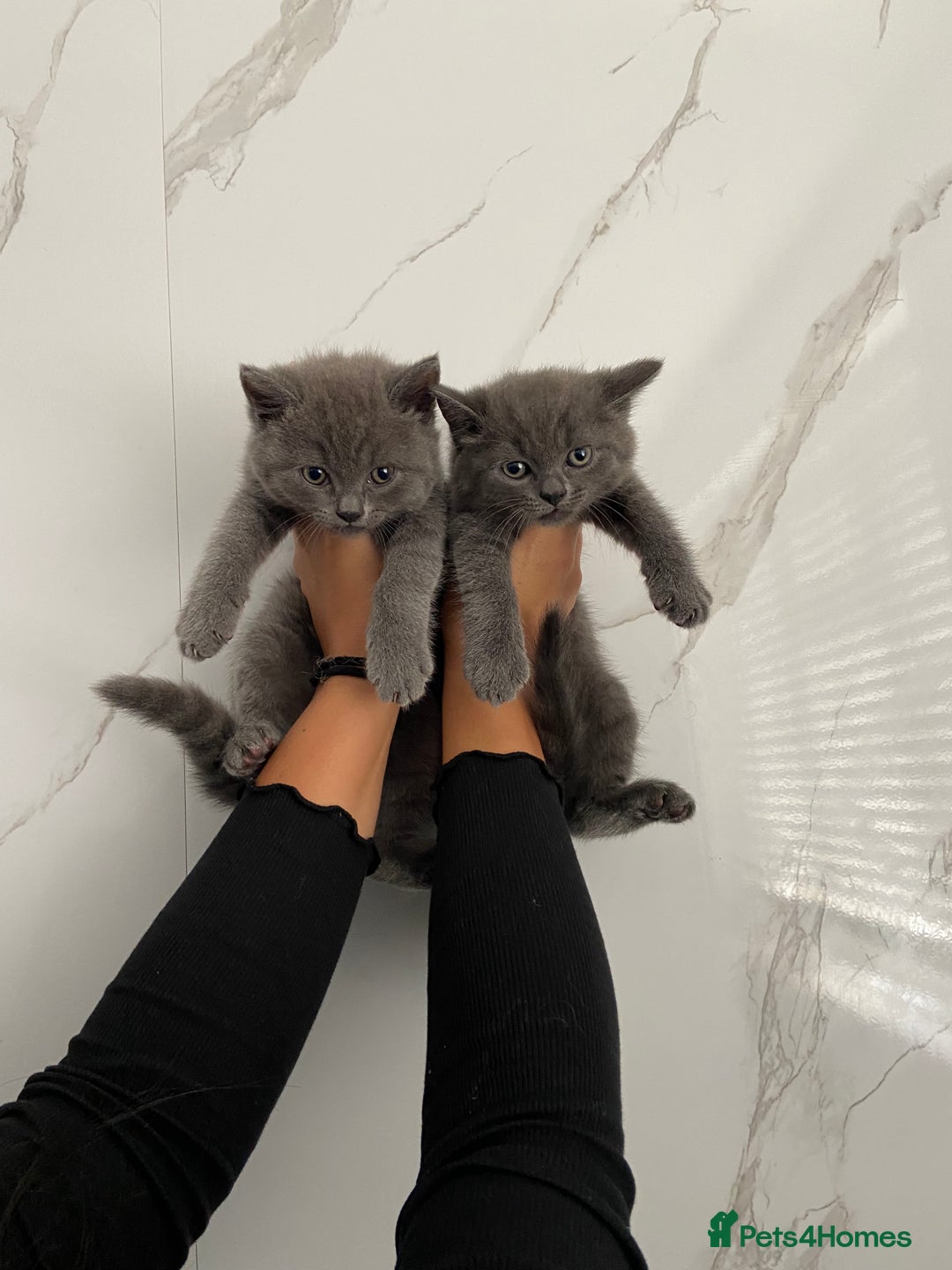 British Shorthair cats for sale: British shorthair  - Image 1