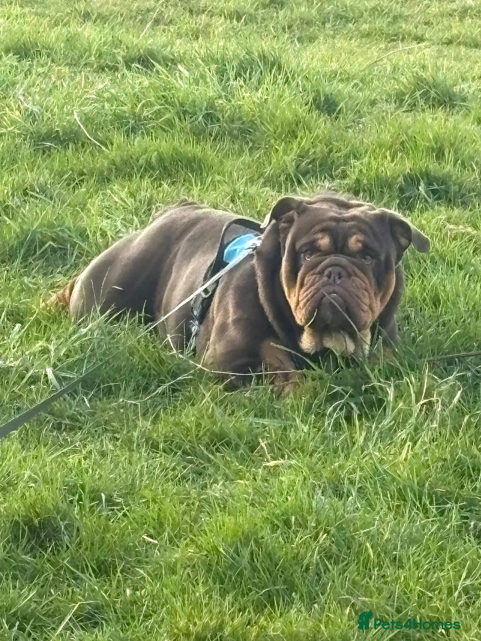 English Bulldog dogs Chocolate and tan English bulldog  in Sunderland - Advert 11