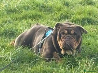 English Bulldog dogs Chocolate and tan English bulldog in Sunderland - Advert 20