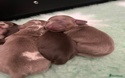 Miniature Dachshund dogs for sale: 🤍🐾 Stunning long haired litter 🐾🤍 - Image 5