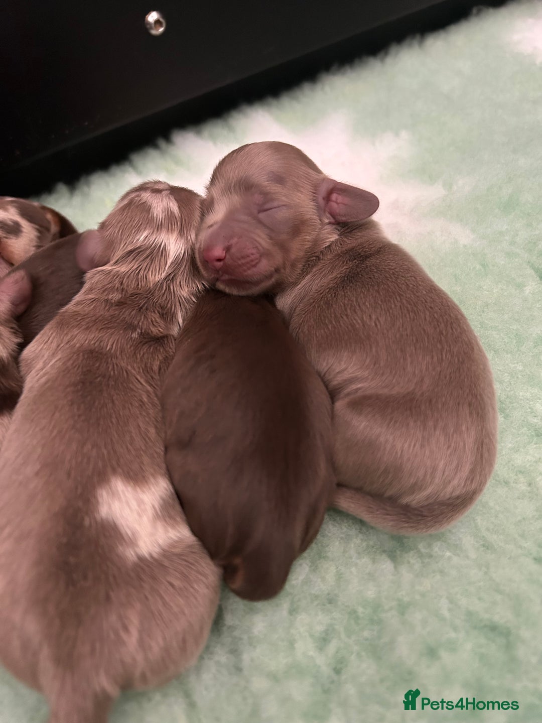 Miniature Dachshund dogs for sale: 🤍🐾 Stunning long haired litter 🐾🤍 - Image 5