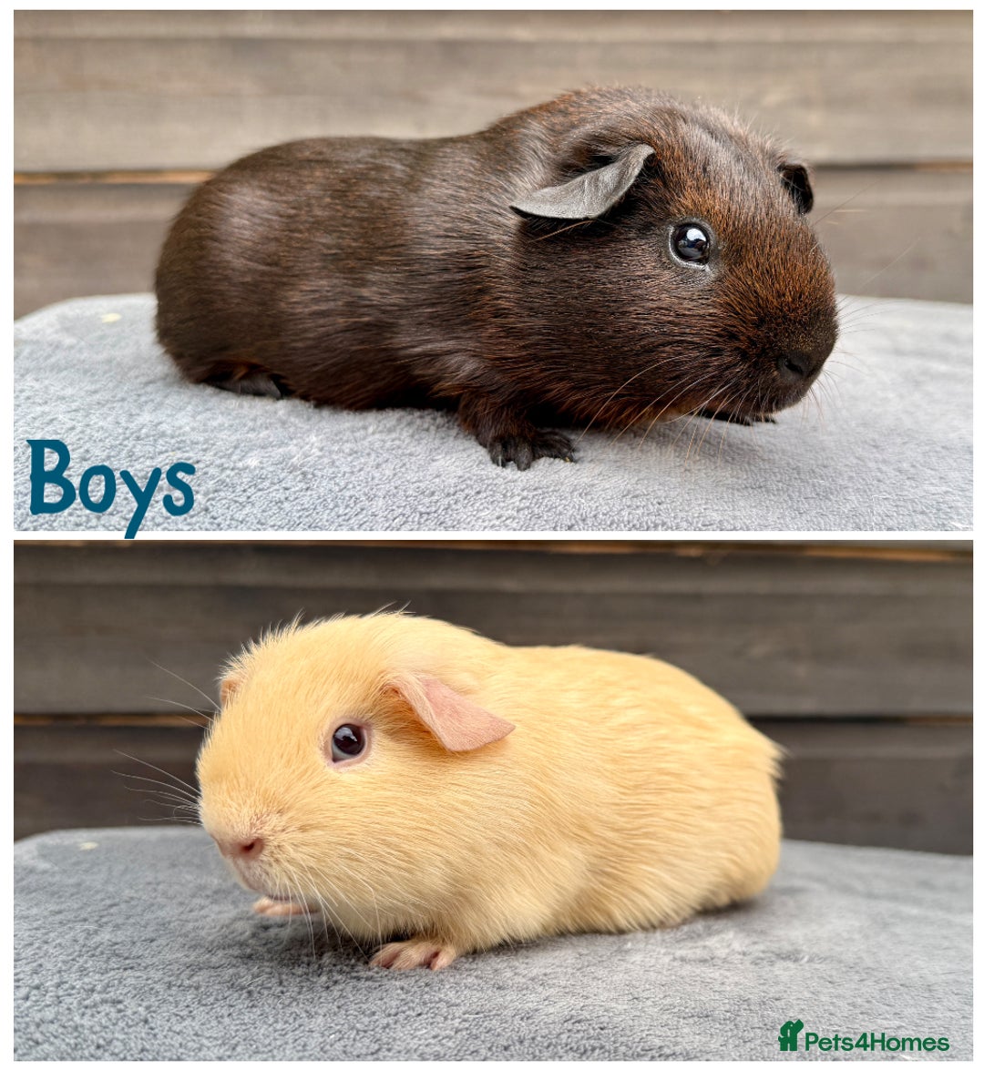 Guinea Pig rodents for sale: Lunkarya,Cream,Agouti,Tan (please see description) - Image 2