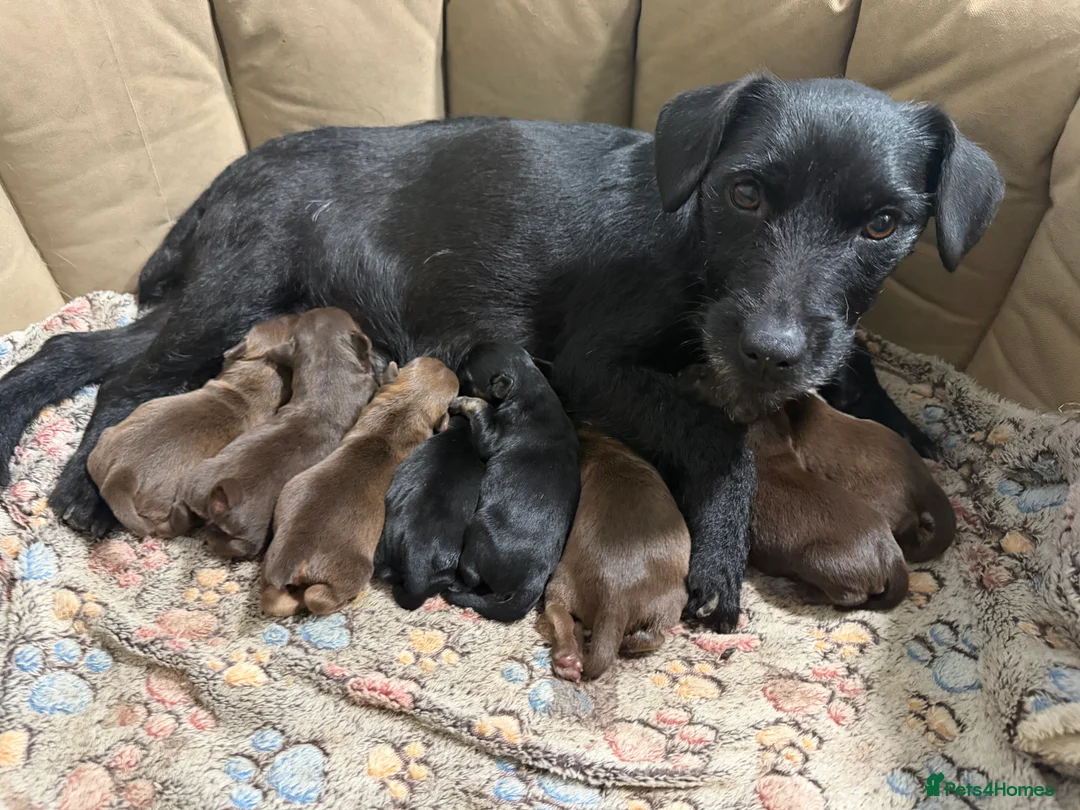 Patterdale Terrier dogs for sale: Chocolate Patterdales ready  **  weekend 🤎🐣  - Advert 1