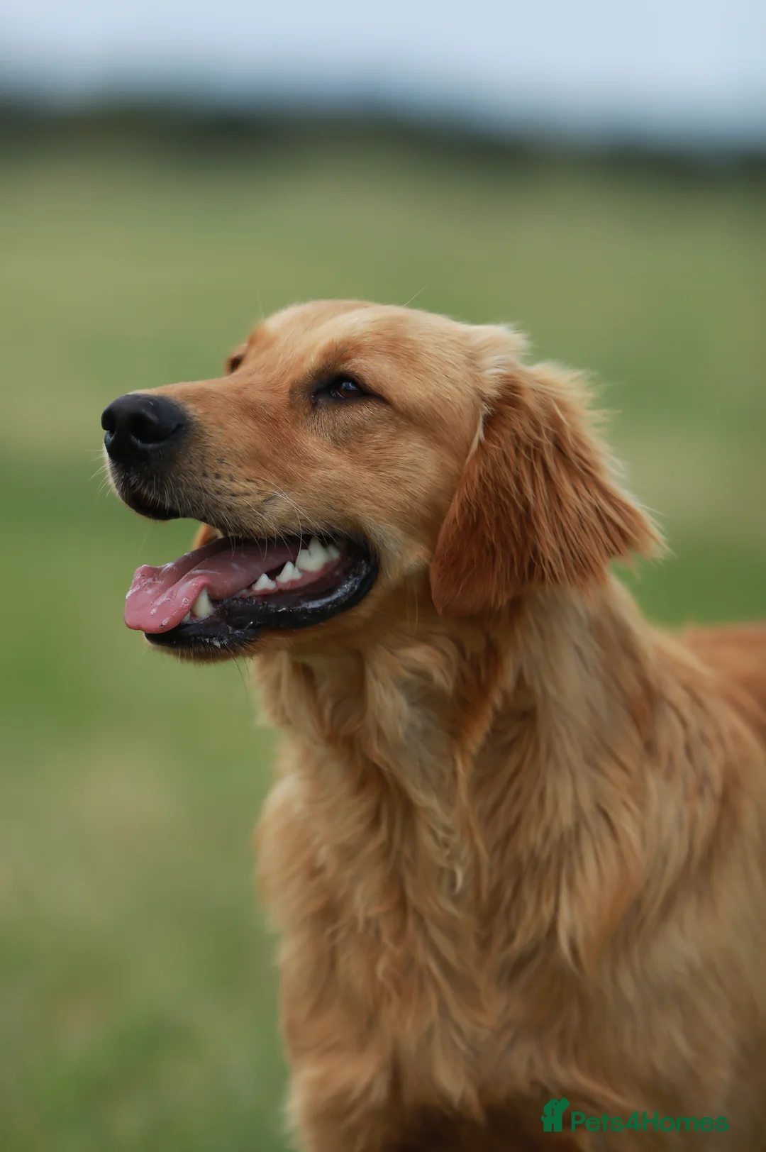 Golden Retriever dogs for stud: Stunning golden retriever  in Doncaster - Advert 2