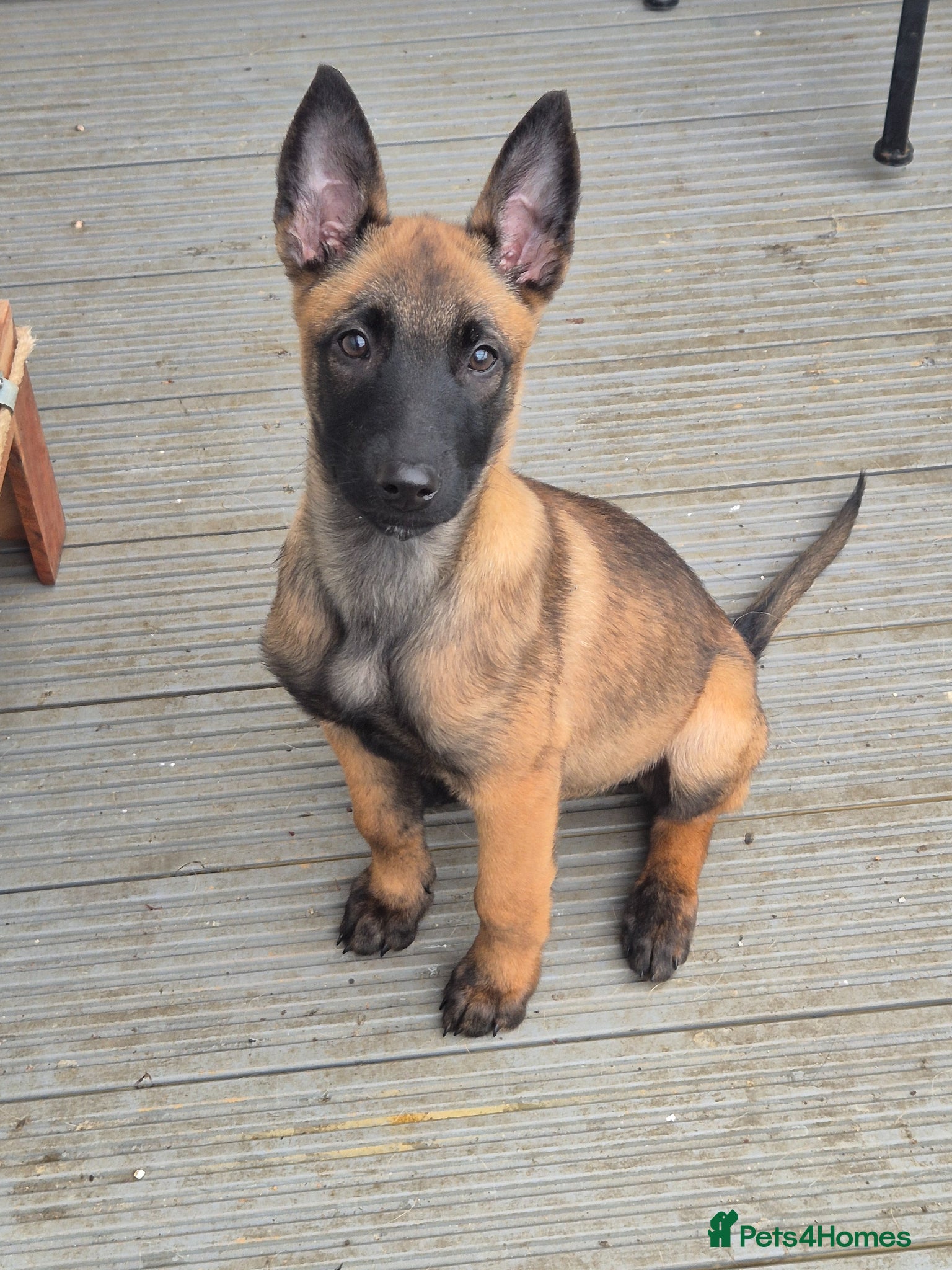 Belgian Shepherd Dog dogs x4 puppies KC Registered Belgian Malinois - Advert 9