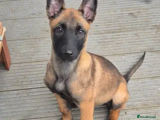 Belgian Shepherd Dog dogs x4 puppies KC Registered Belgian Malinois - Advert 9
