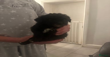 Toy Poodle dogs - Advert 4