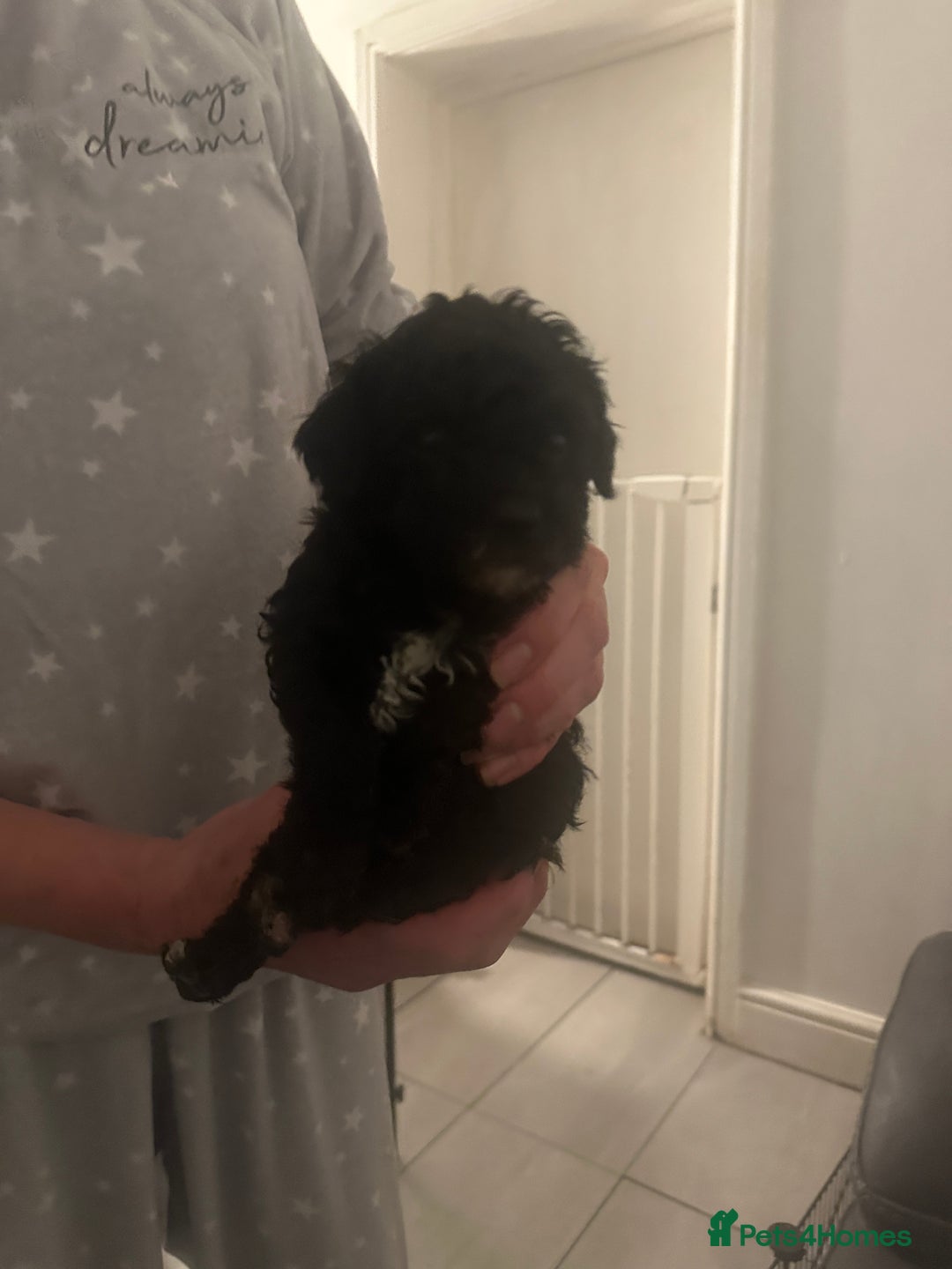 Toy Poodle dogs for sale: Toy poodle puppy for sale  - Image 3