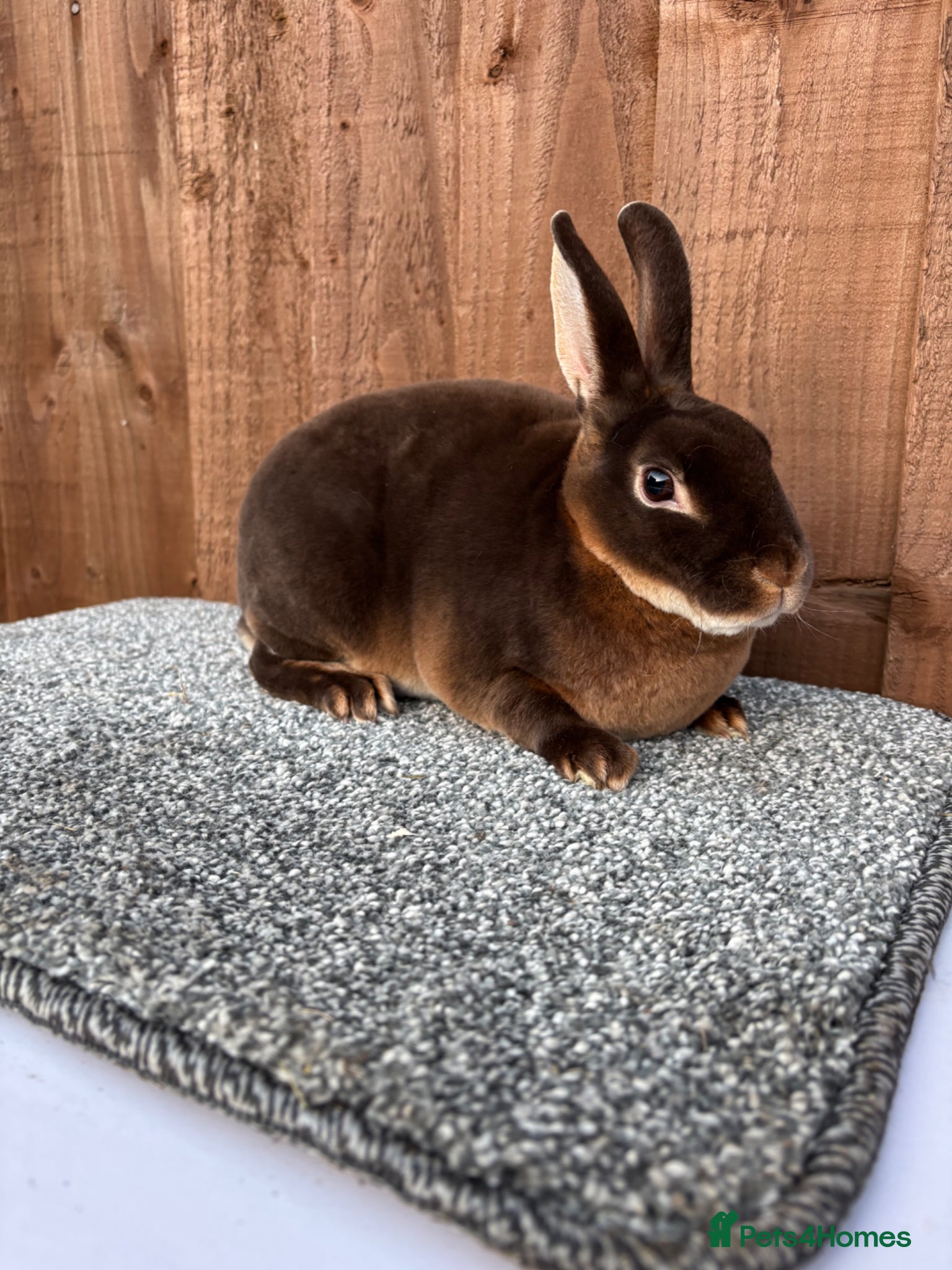Rex rabbits Purebred Mini Rex - Chocolate Otter & Cinnamon - Advert 2