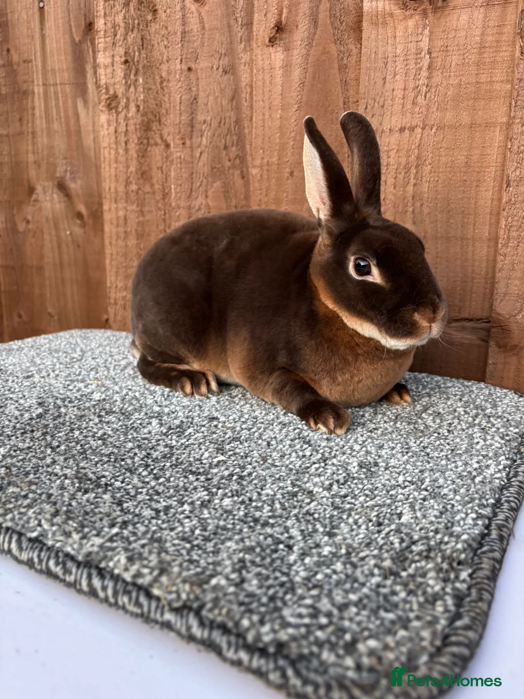 Rex rabbits for sale: Purebred Mini Rex - Chocolate Otter & Cinnamon - Advert 2
