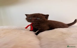 British Shorthair cats for sale: 7 British Shorthair Kittens TICA®️ – Import Lines - Image 4