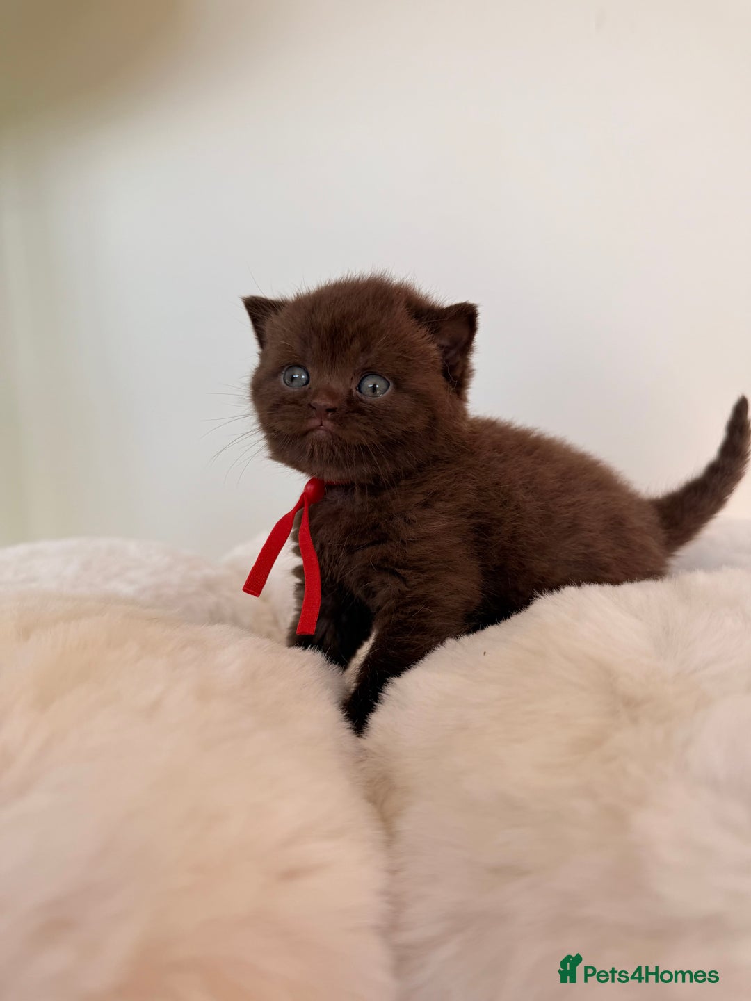 British Shorthair cats for sale: 7 British Shorthair Kittens TICA®️ – Import Lines - Image 4