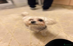 Bichon Frise dogs for sale: Bichon Puppies - Image 10