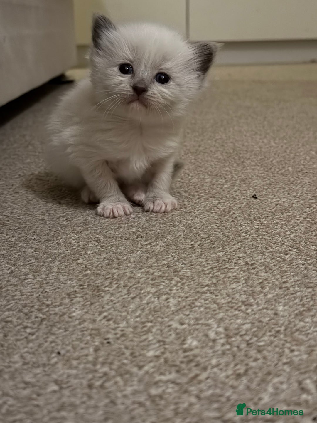 Ragdoll cats for sale: Ragdoll kittens  - Image 7