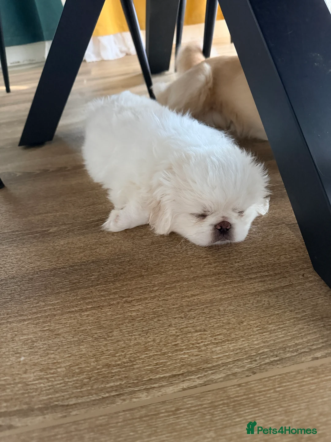 Pekingese dogs for sale: Pekingese Puppies Ready For a New Family - Advert 2