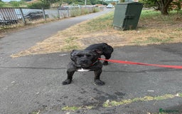 Mixed Breed dogs for sale: American Bully johnsons american bulldog - Image 5