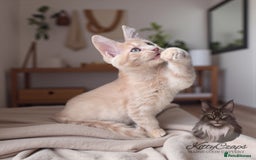 Maine Coon cats for sale: 🌟🌟Beautiful Maine Coon kittens 🌟🌟 - Image 9