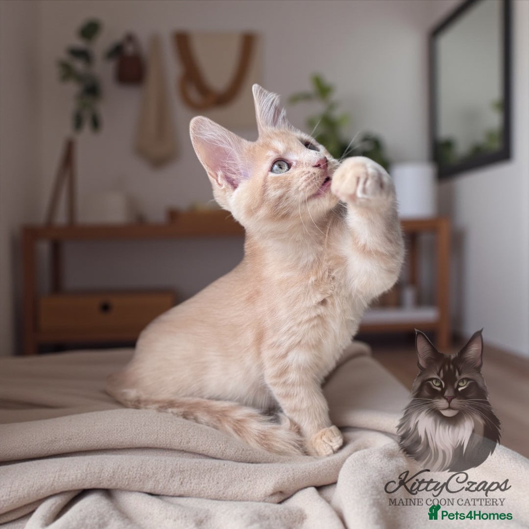 Maine Coon cats for sale: 🌟🌟Beautiful Maine Coon kittens 🌟🌟 - Image 9