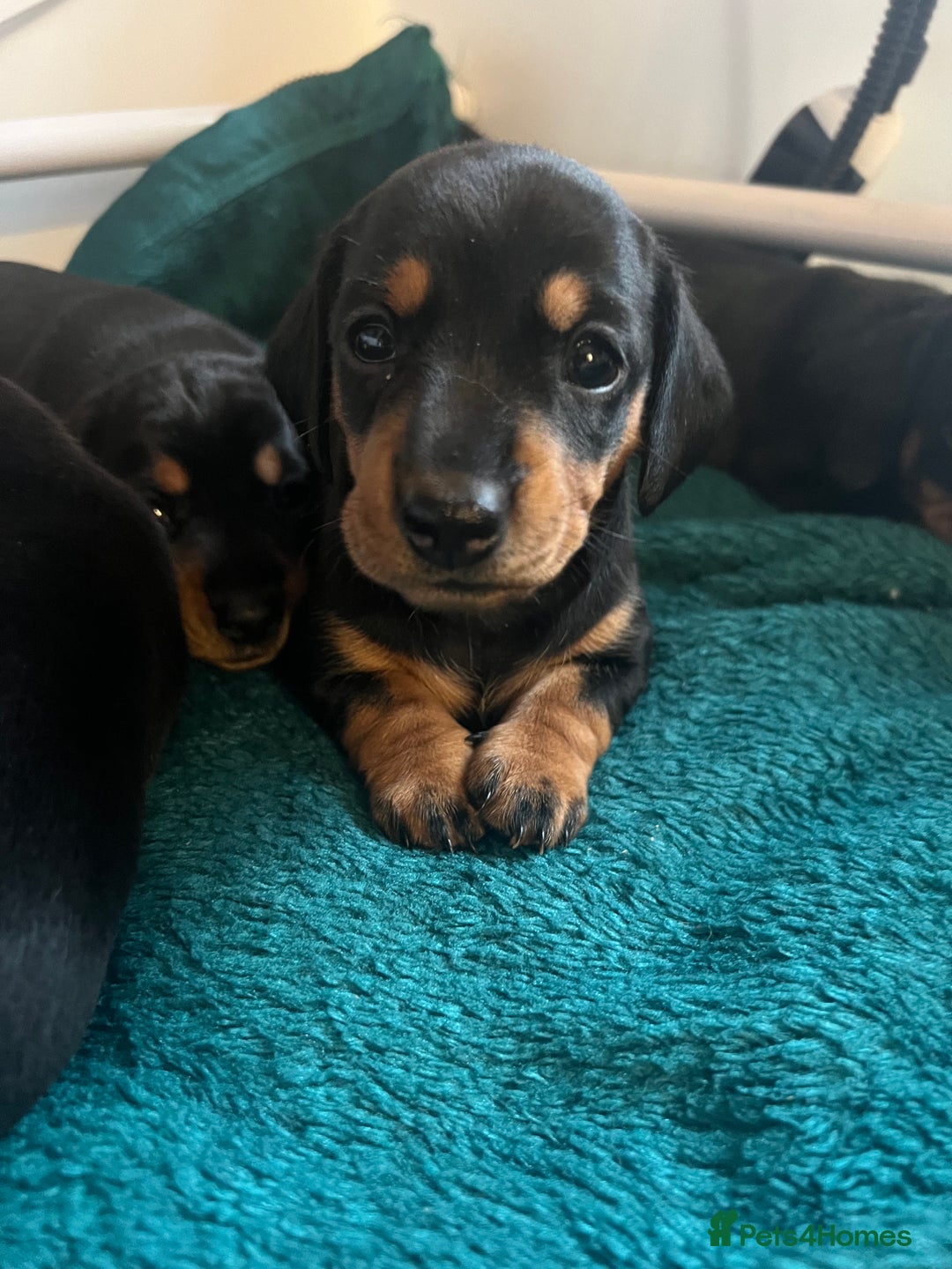 Miniature Dachshund dogs for sale: 🐾 Exceptional KC Miniature Dachshund Puppies ✨ - Advert 9