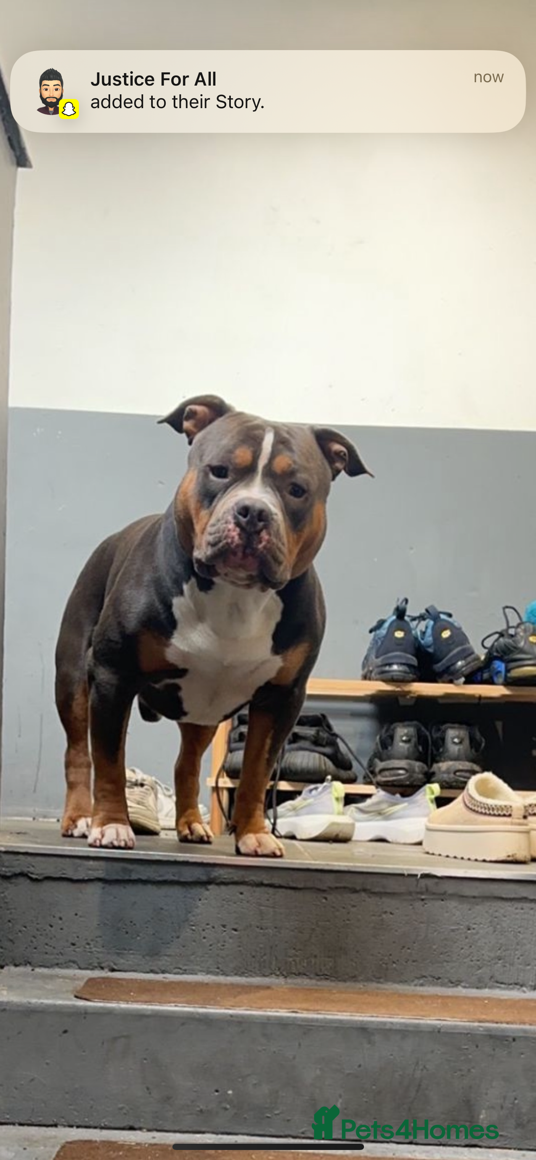 American Bully dogs for stud: Pocket bully for stud - Advert 3