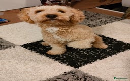 Cockapoo dogs for sale: 15 months Cockapoo F1 - Image 5
