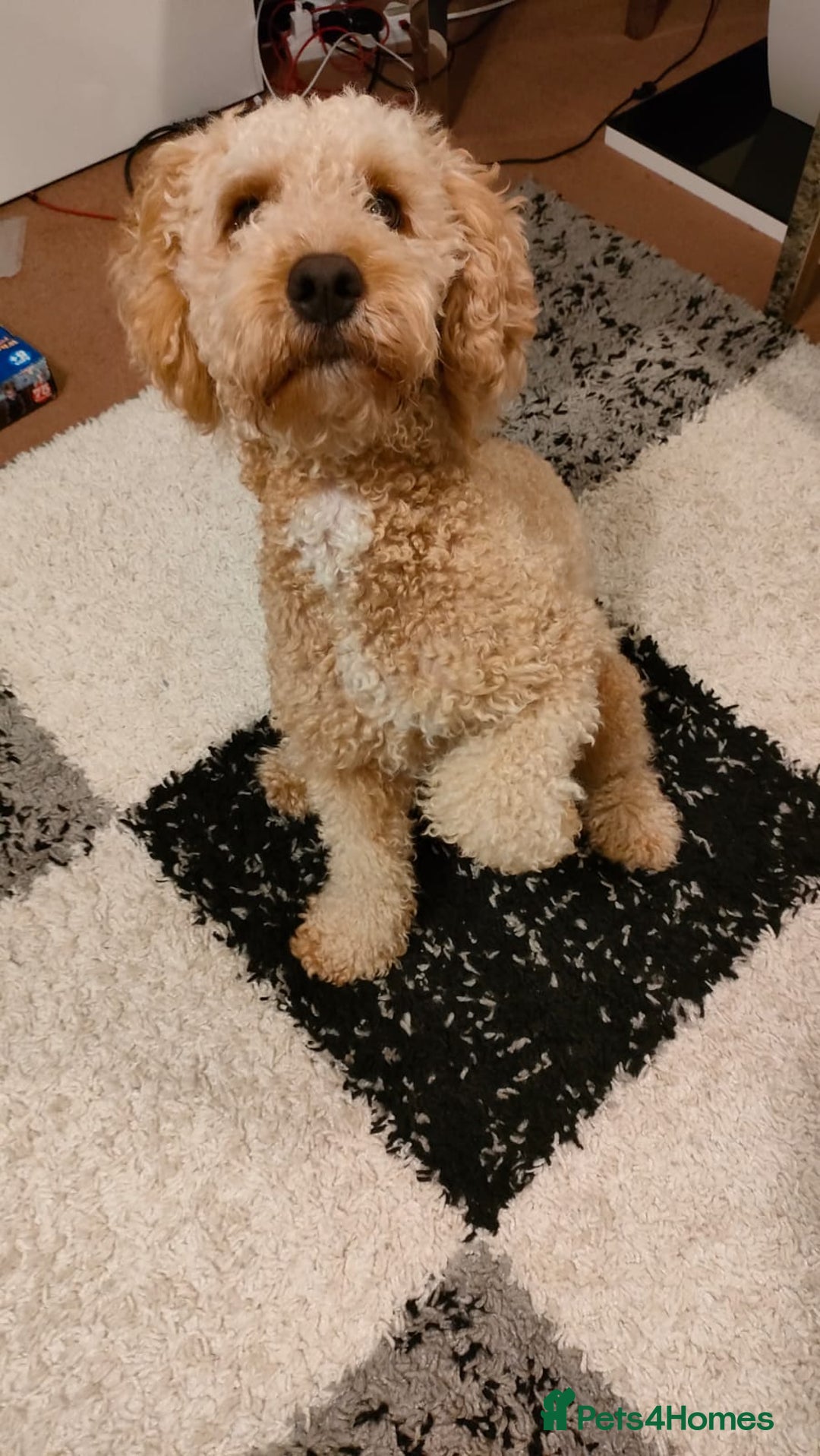 Cockapoo dogs for sale: 15 months Cockapoo F1 - Image 5