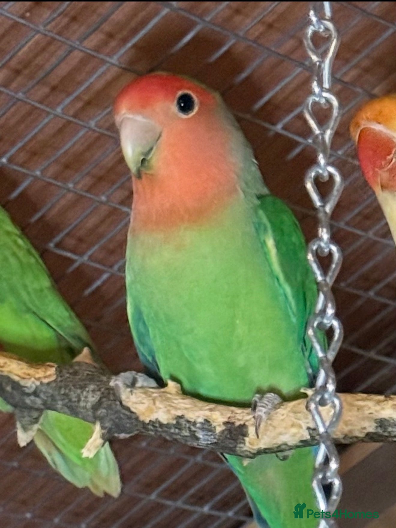 Budgerigars birds Lovebirds for Sale! - Advert 12