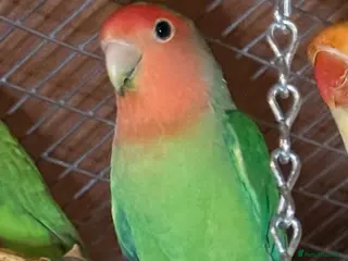 Budgerigars birds Lovebirds for Sale! - Advert 12