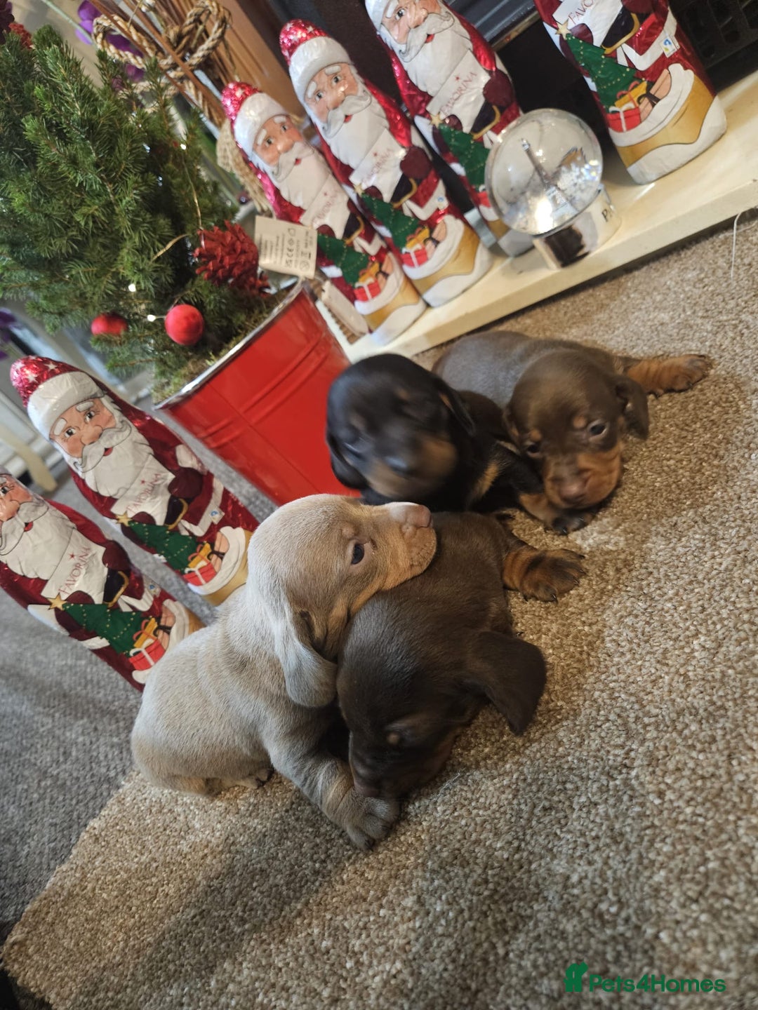 Miniature Dachshund dogs for sale: Gorgeous  **  for  **  dachshund puppy 🐶  - Advert 5