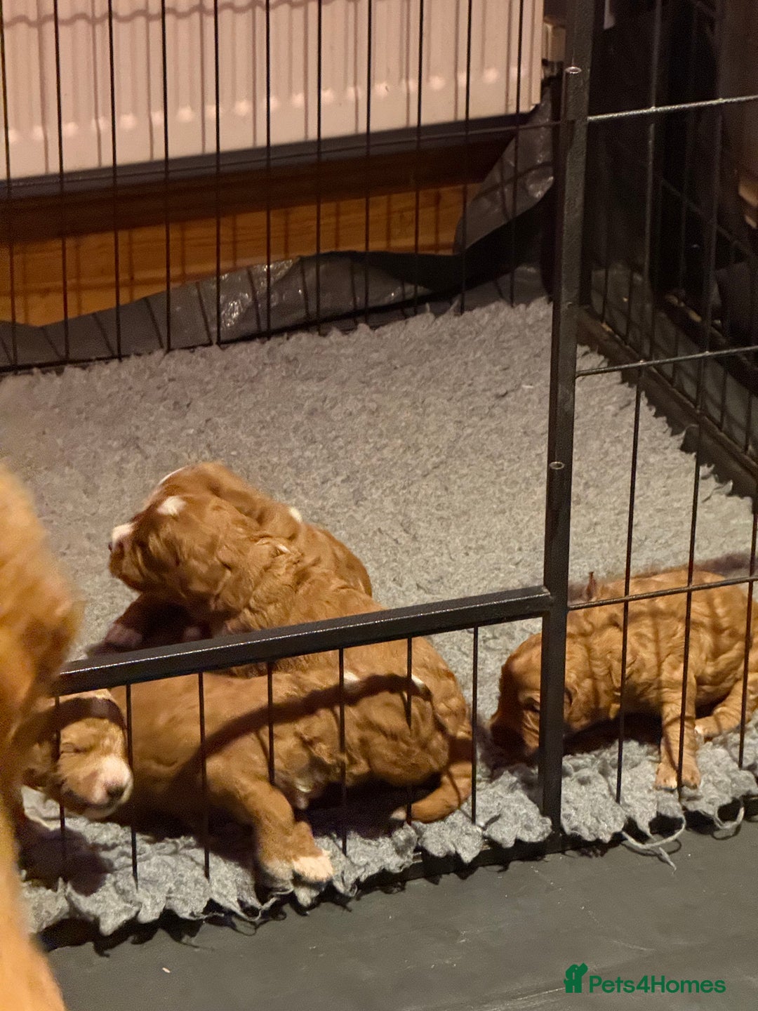 Australian Labradoodle dogs for sale: 5* Health tested Australian Labradoodles - Image 3