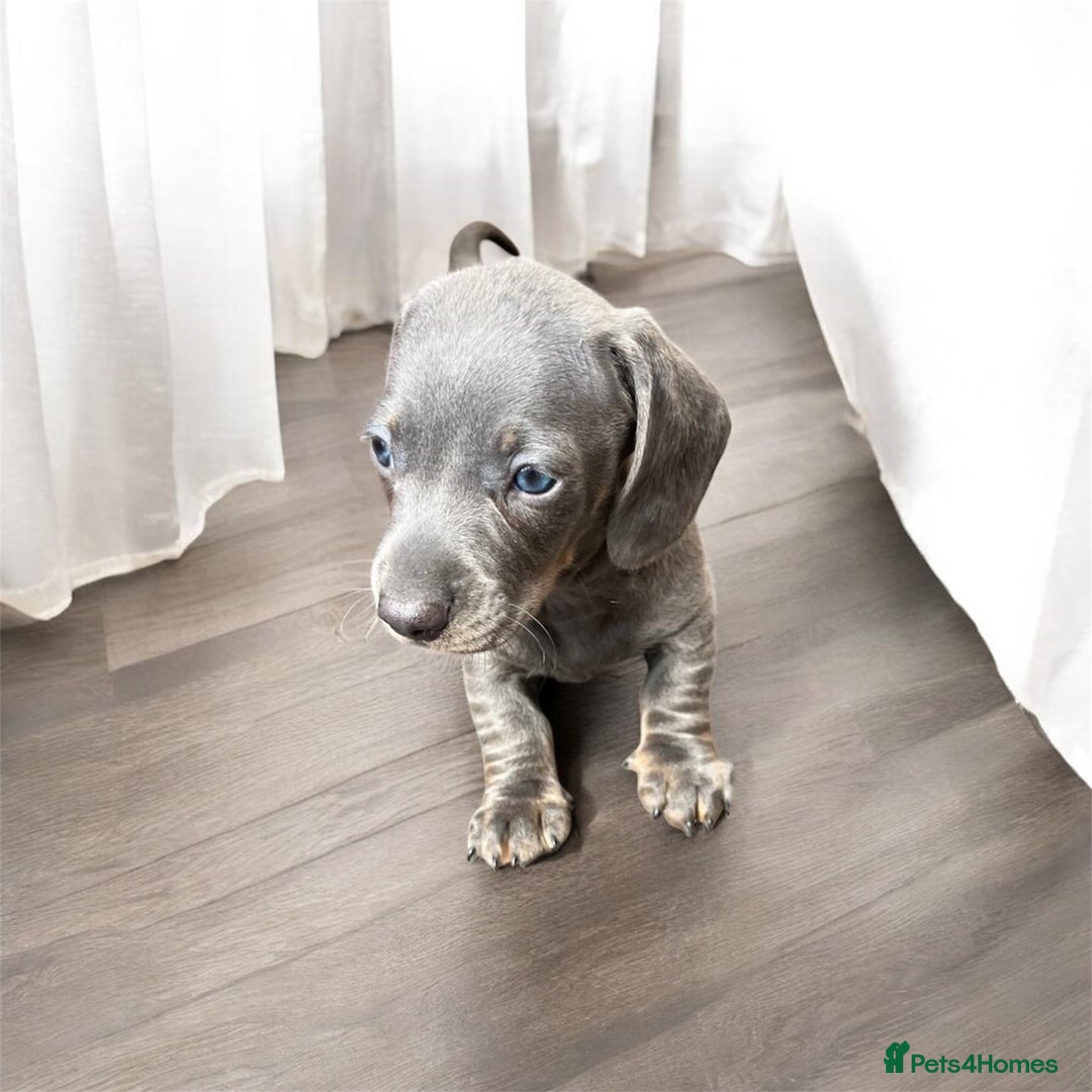 Miniature Dachshund dogs for sale: Miniature Dachshunds  - Image 17