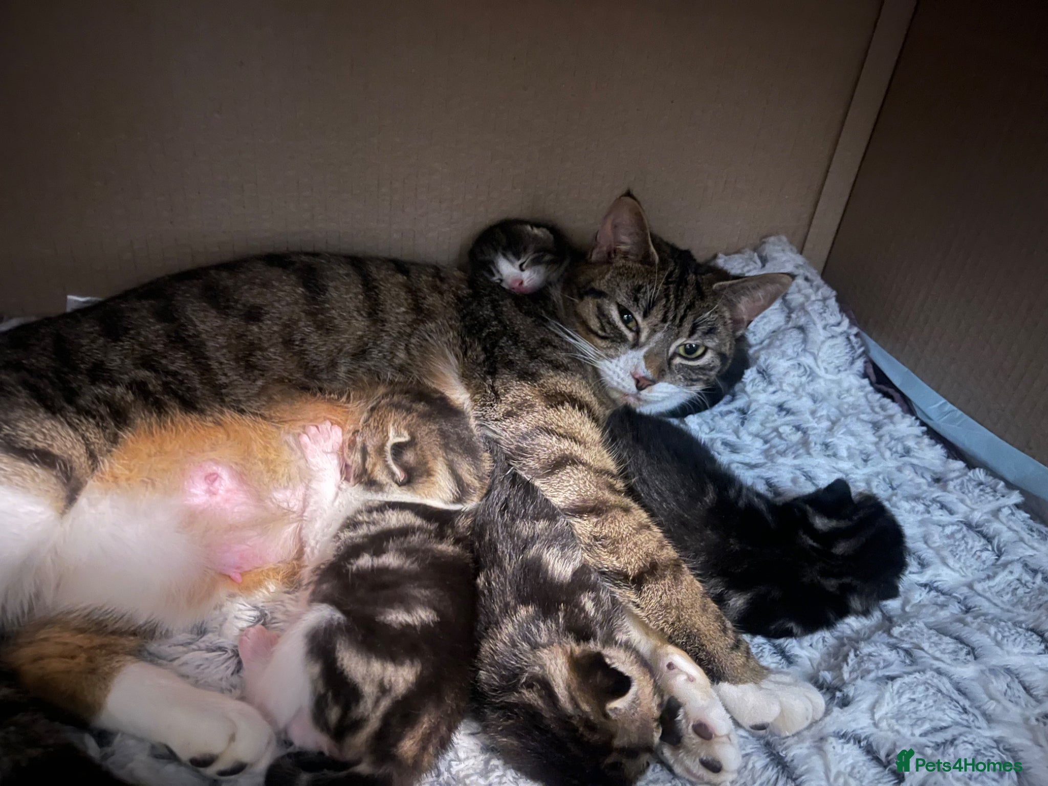 Mixed Breed cats Two males kittens for sale  - Advert 1